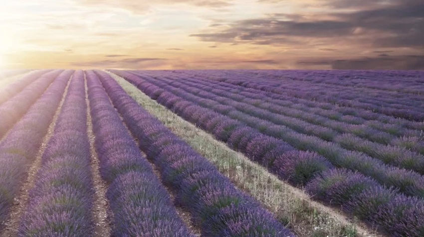 KADA LJUBINJE ZAMIRIŠE NA LAVANDU – LJEPOTA KOJA ZASJENI I TOSKANU